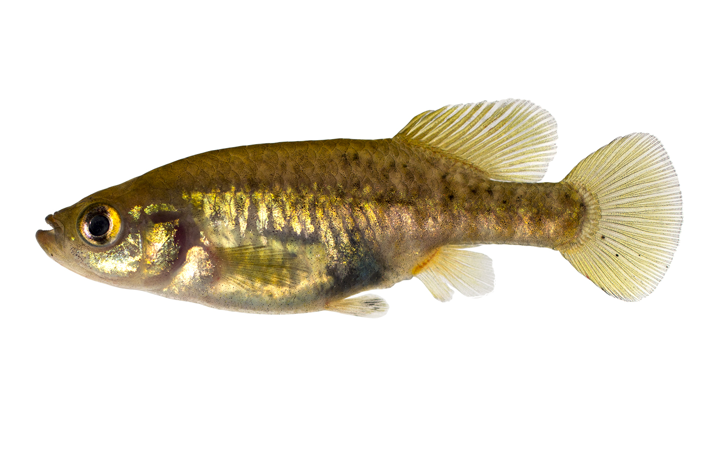 Allotoca zacapuensis